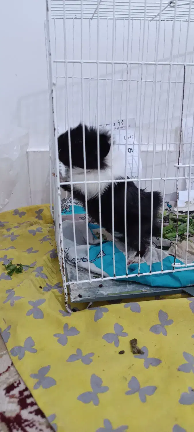 همستر|موش و خرگوش|نیشابور, خط کاشمر|دیوار