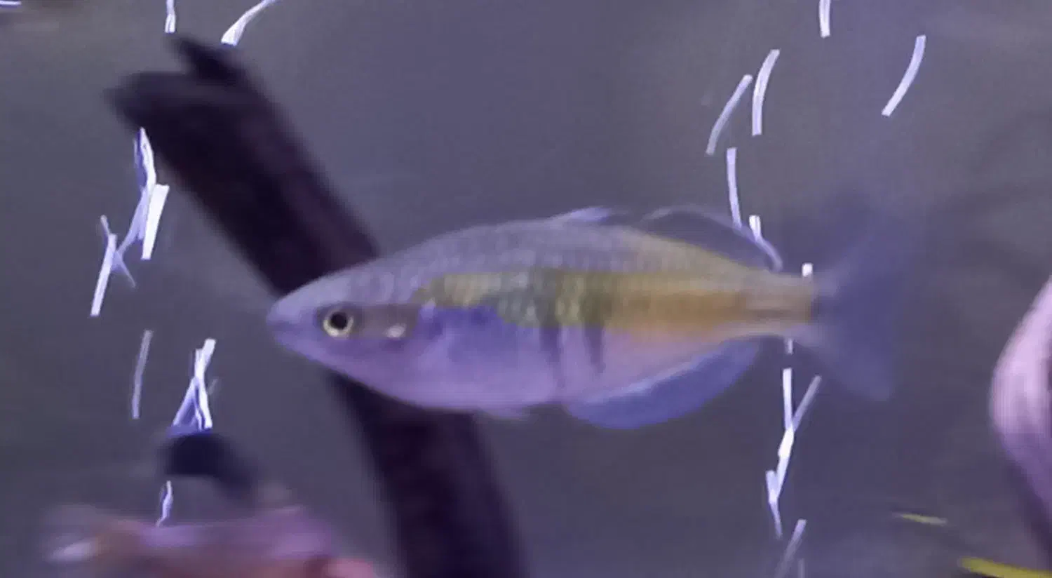 ماهی رمبو رنگین کمان و تترا کنگو|ماهی|مرند, |دیوار