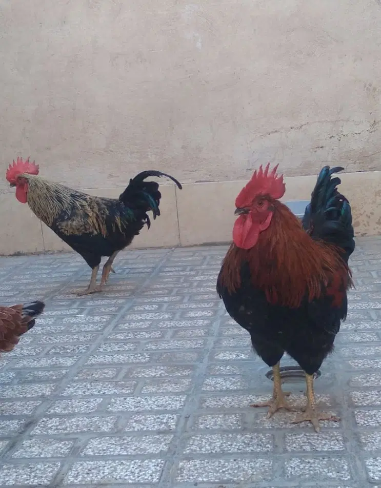 خروس|حیوانات مزرعه|مشهد, همت آباد|دیوار