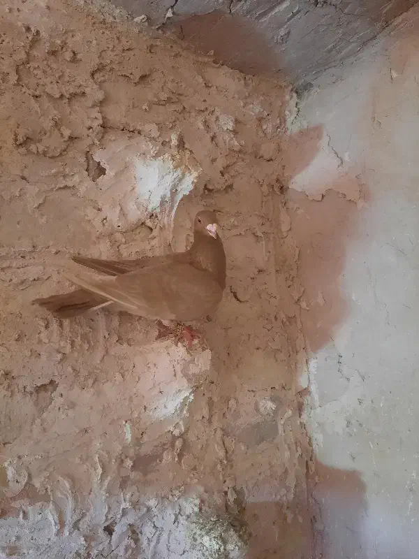 زرد سرخ نر|پرنده|اسفراین, |دیوار