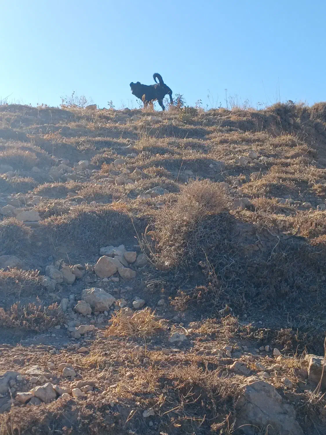 سگ سرابی|سگ|مهربان, |دیوار