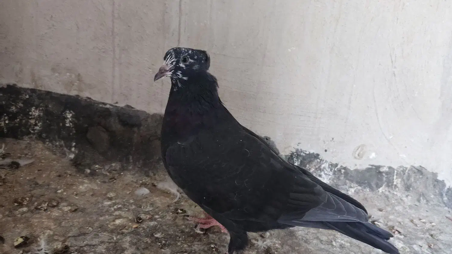 کبوتر گم شده|پرنده|نجفآباد, شیخ بهایی|دیوار