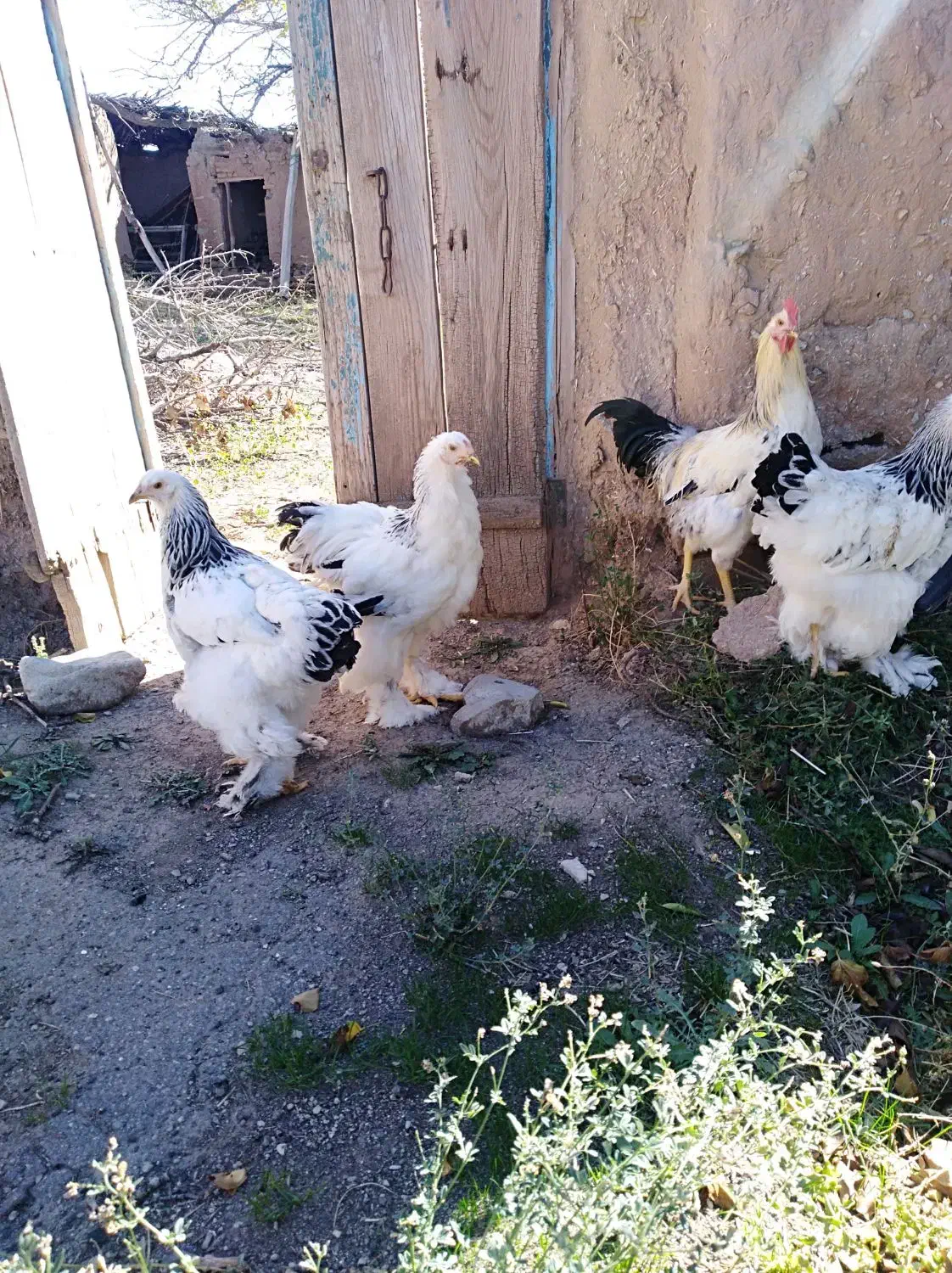 سه مرغ و یک خروس برهمای اصل|حیوانات مزرعه|مرند, |دیوار