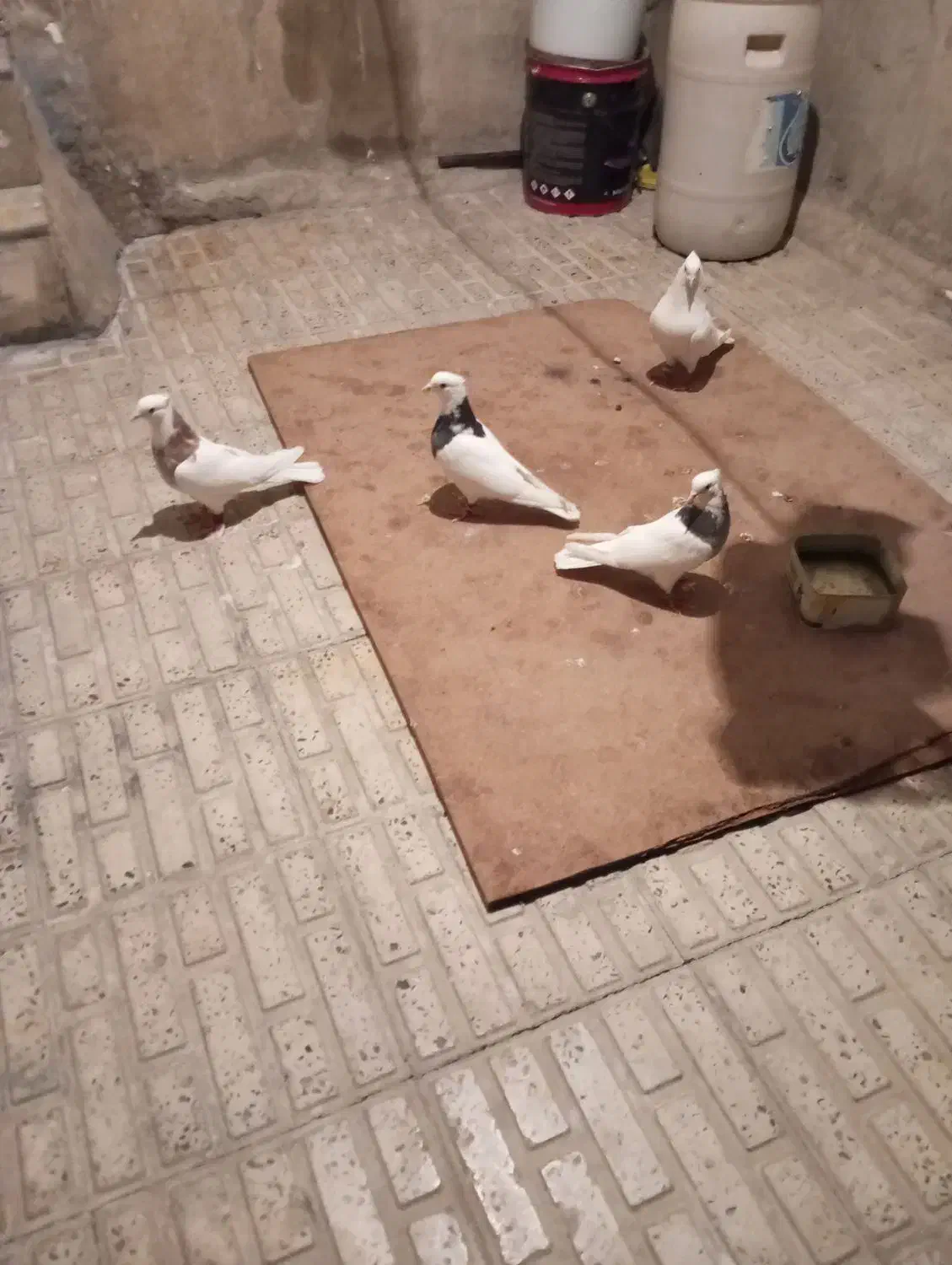 کبوتر|پرنده|ایلام, |دیوار