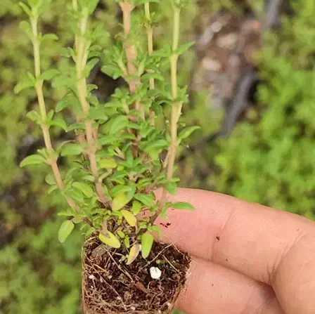 حراج نشا اویشن باغی شیرازی کاکوتی موسیر .نهال پسته|حراج|ارژن, |دیوار