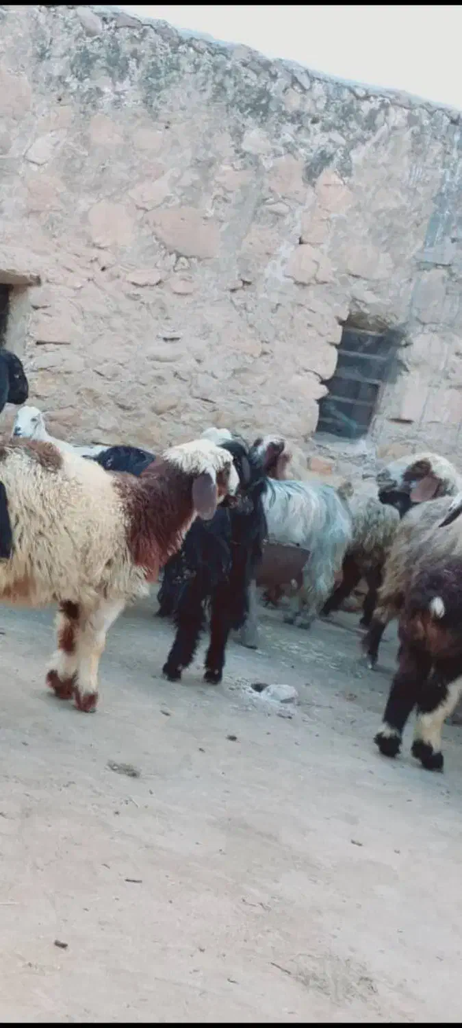 میش داشتی|حیوانات مزرعه|دهدشت, |دیوار