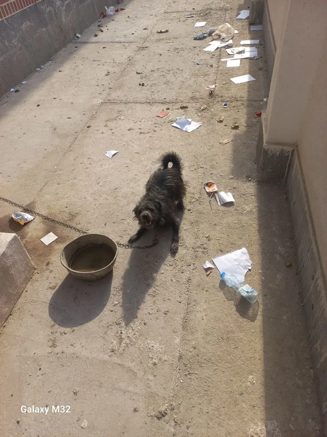 سگ پاکوتاه بسیار زرنگ و باهوش|سگ|کلاله, |دیوار