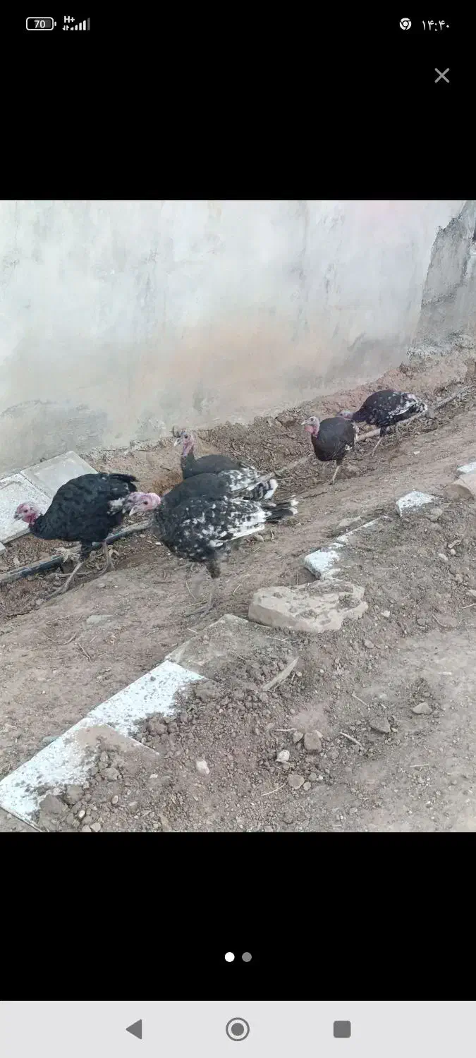 بوقلمون|حیوانات مزرعه|اندیمشک, |دیوار