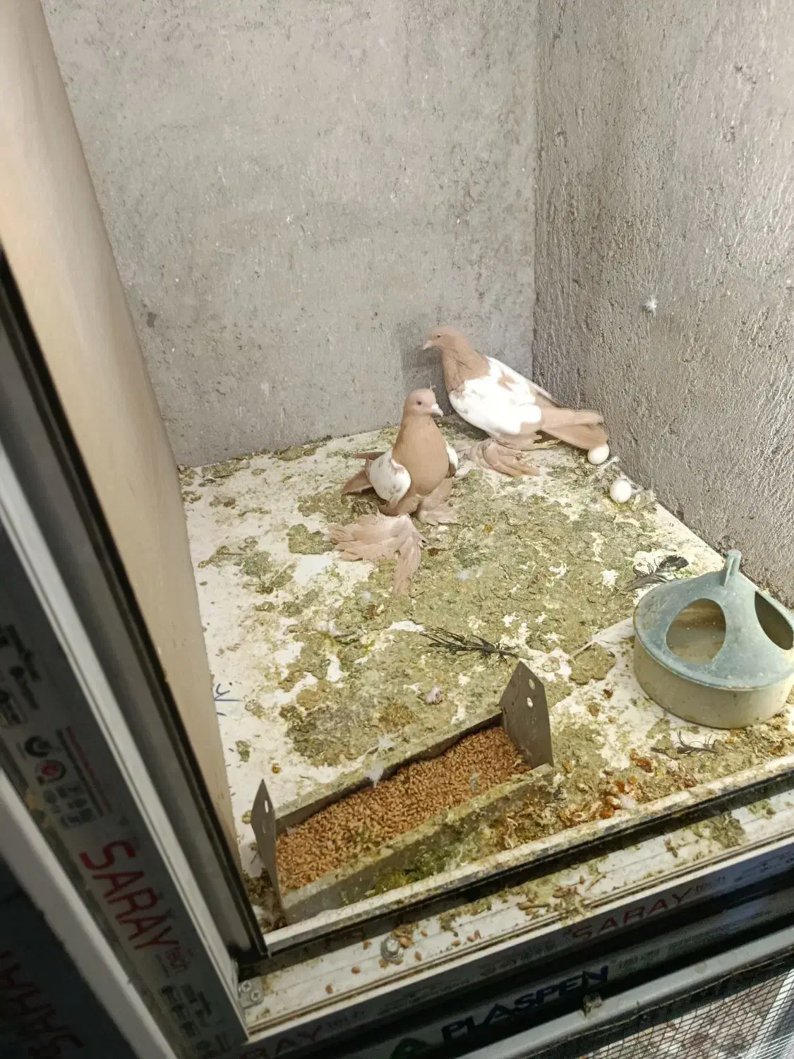 کبوتر|پرنده|تبریز, |دیوار