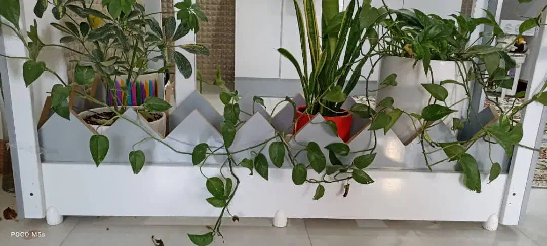 گلخونه ام دی اف|گل و گیاه طبیعی|خرمشهر, |دیوار