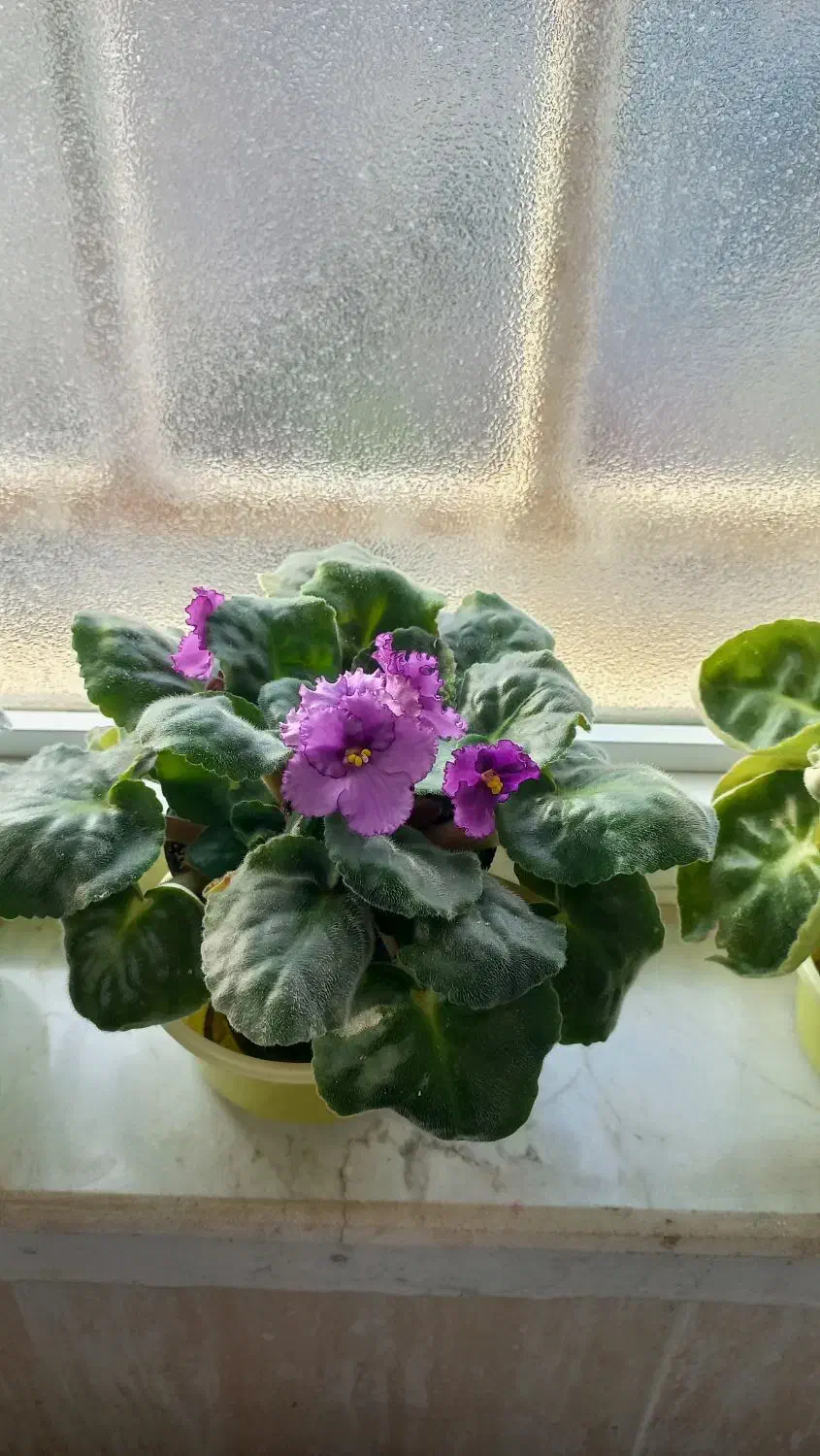 بنفشه افریقایی|گل و گیاه طبیعی|رشت, سعدی (تختی)|دیوار