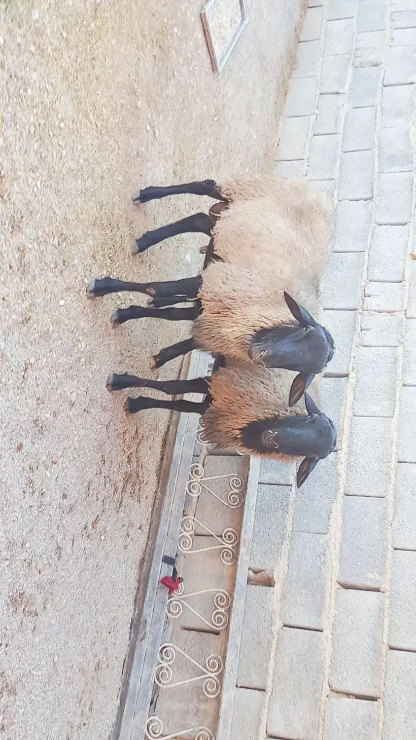 فروش قوچ رومانوف|حیوانات مزرعه|شیراز, آبیاری|دیوار