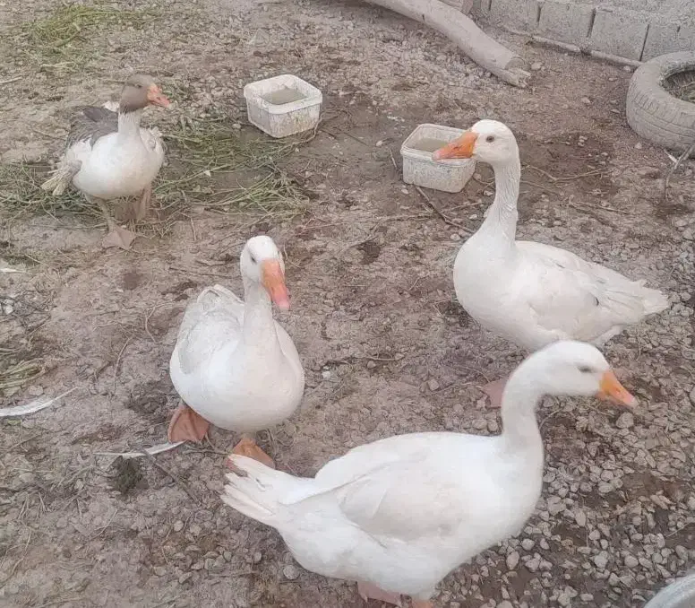 غاز ۴ عدد|حیوانات مزرعه|شوشتر, |دیوار