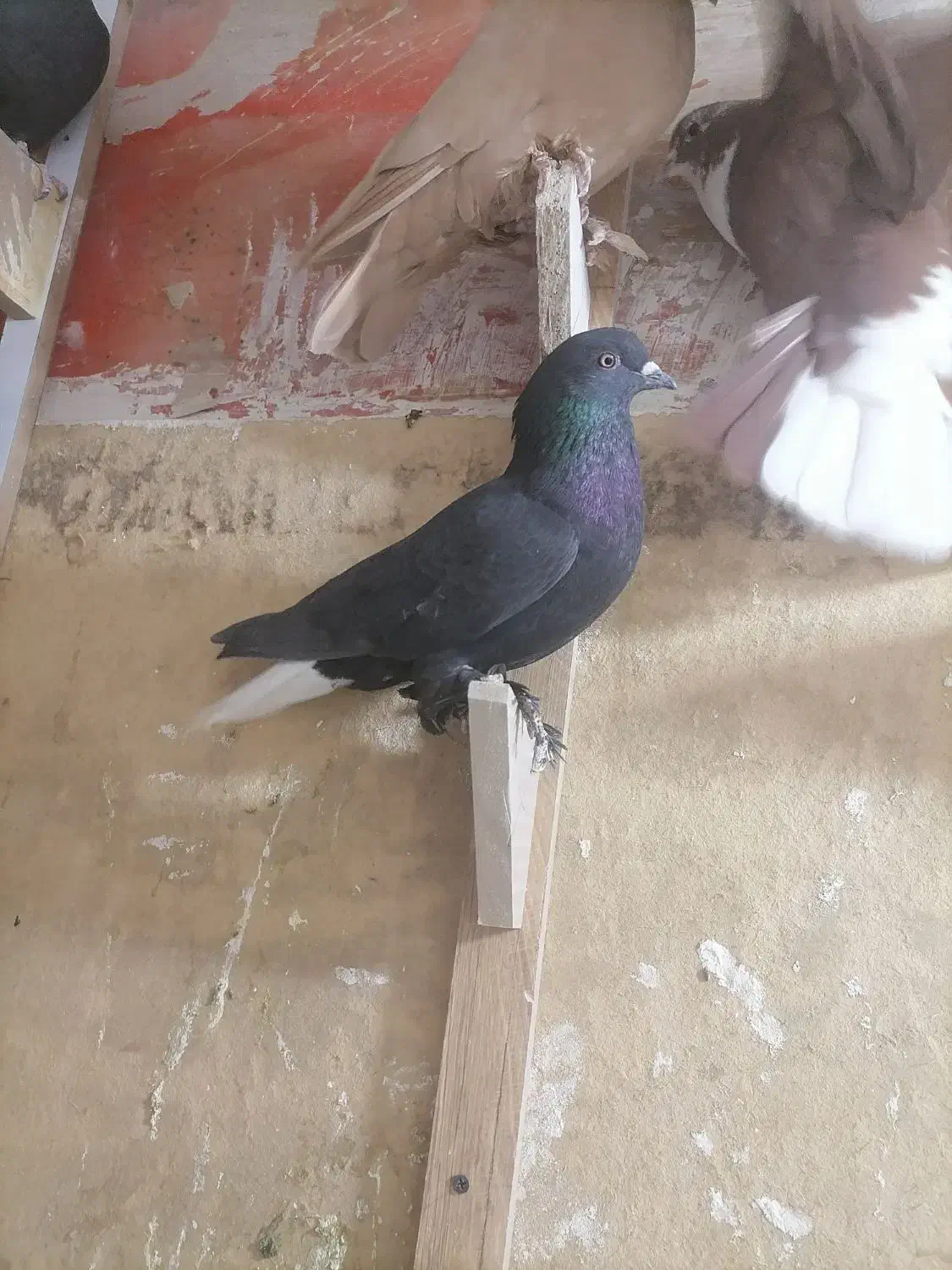 ماده زاغ دمسفید|پرنده|کرمان, |دیوار