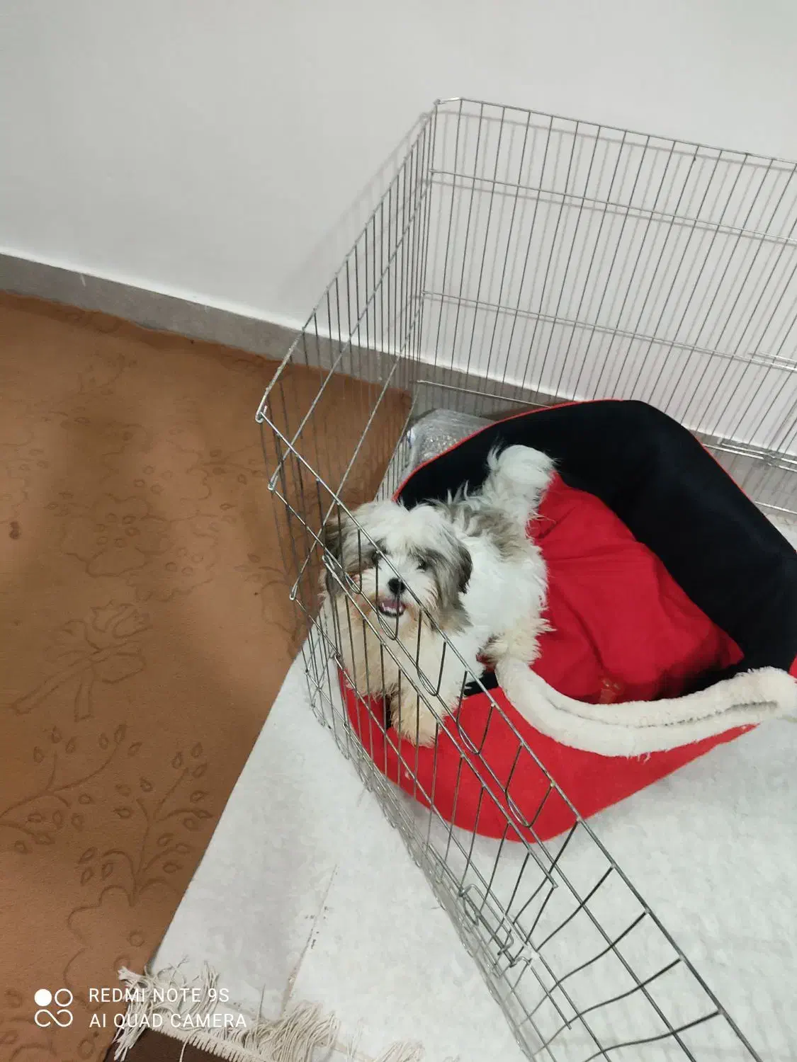 سگ آپارتمانی ۳ماهه سایز ریز|سگ|گرگان, |دیوار