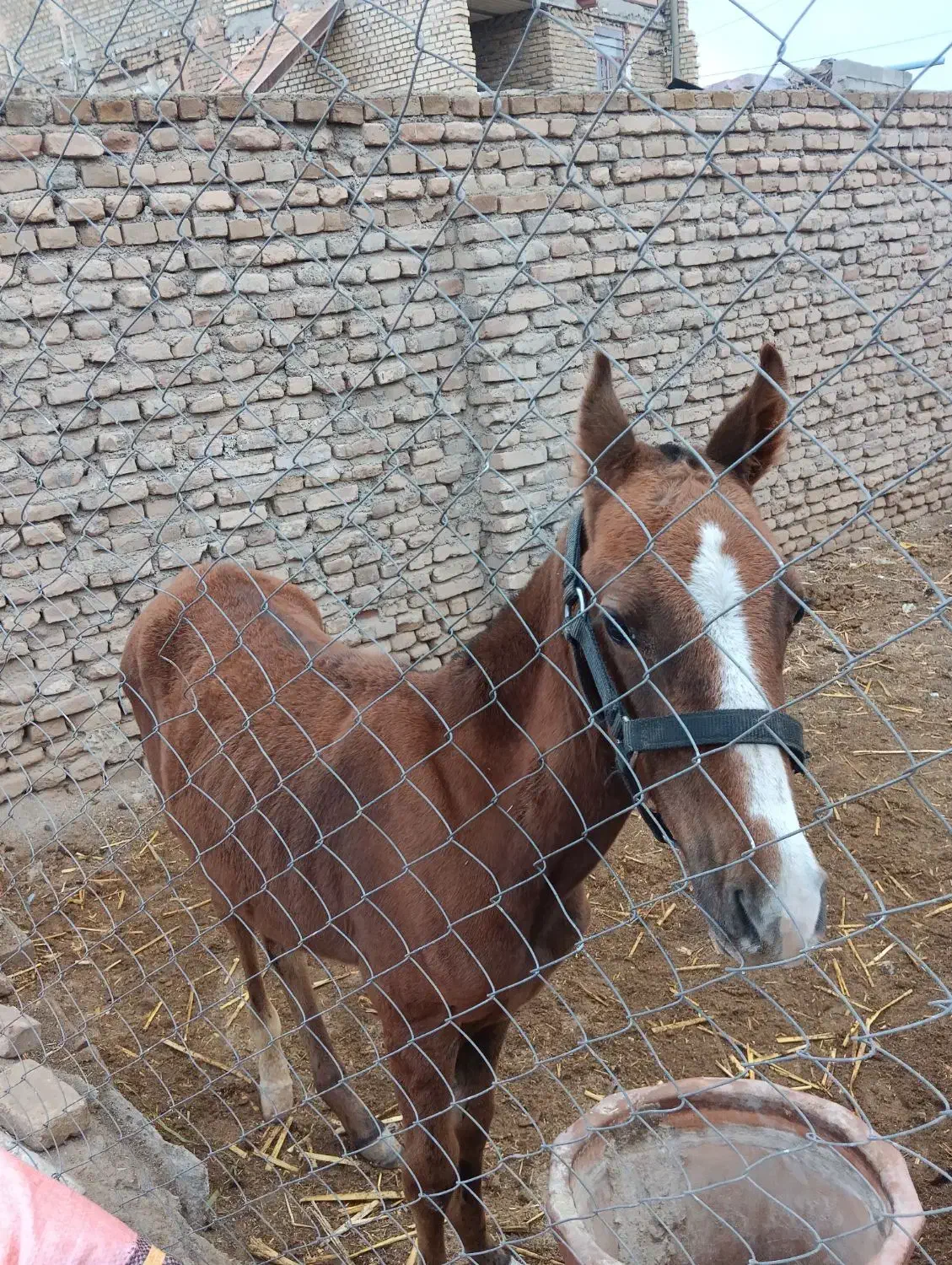 کره اسب نریون|اسب و تجهیزات اسبسواری|بومهن, |دیوار