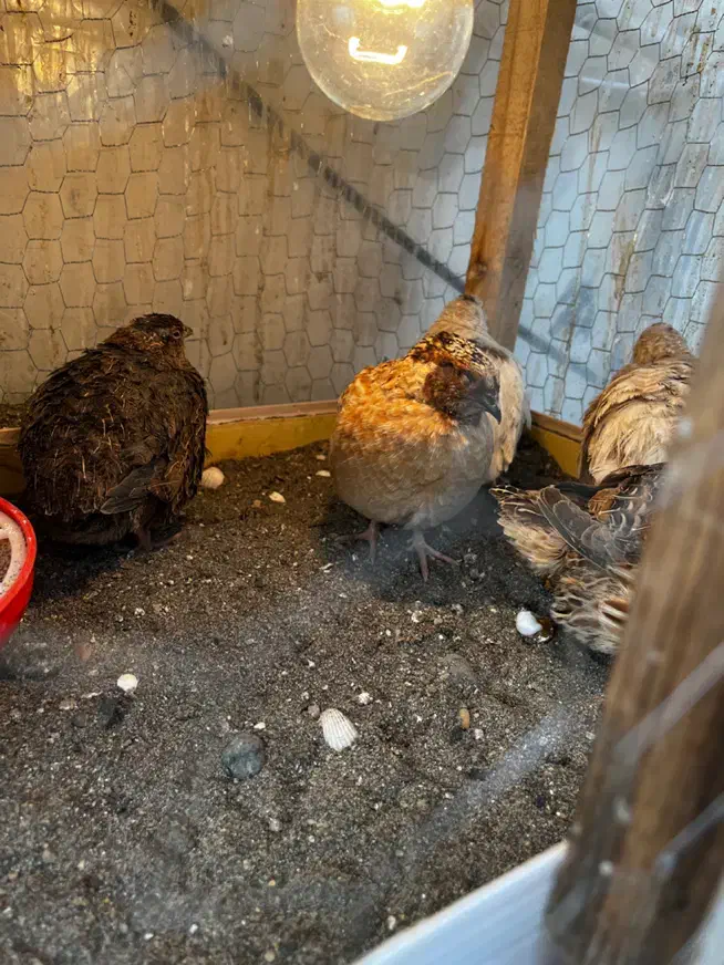 بلدرچین فروشی تازه به تخم افتادن|حیوانات مزرعه|لیسار, |دیوار