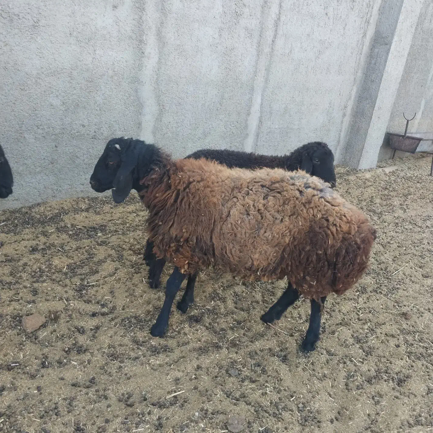 بره|حیوانات مزرعه|رباط‌کریم, منجیل آباد|دیوار