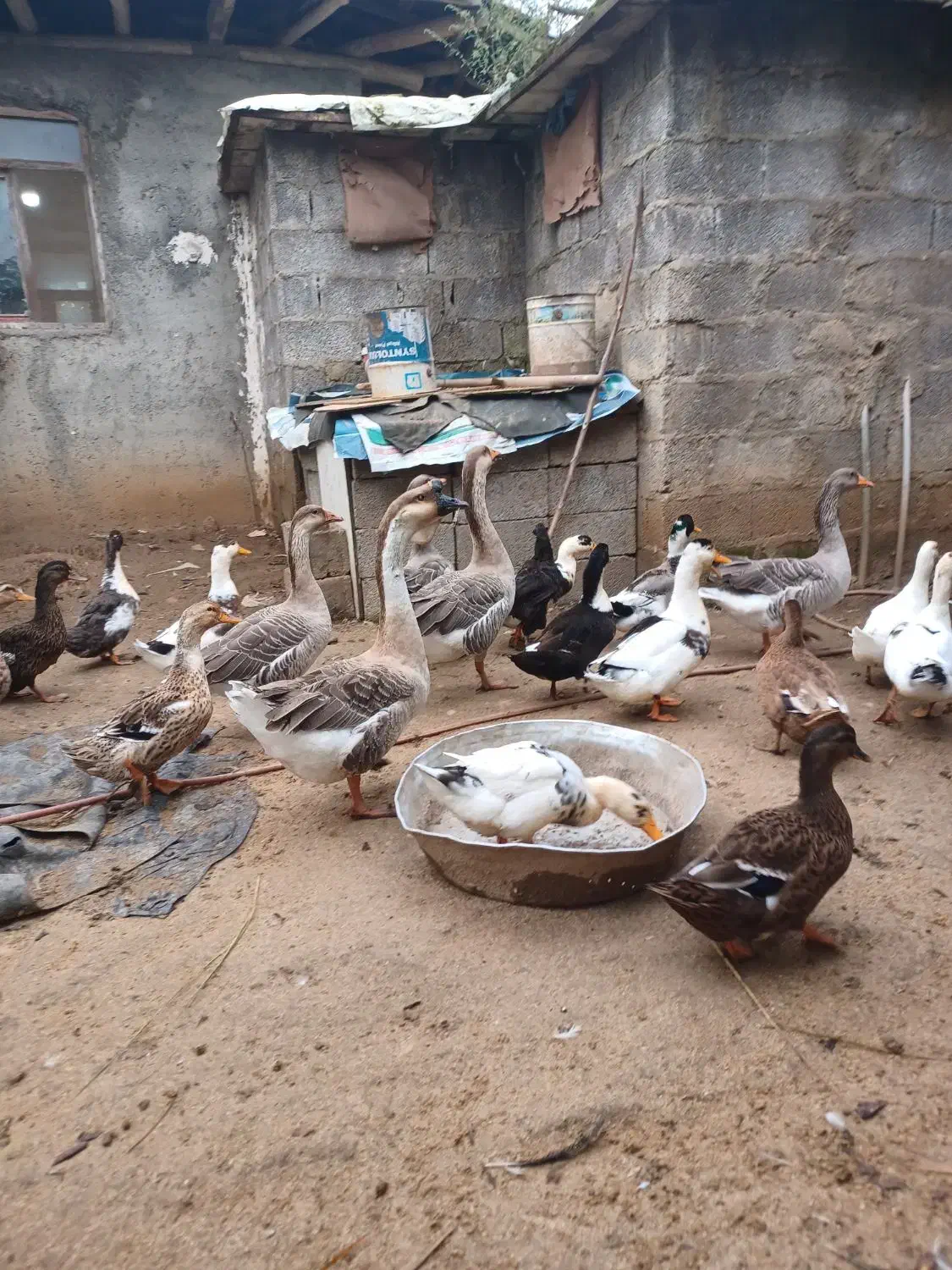 قو غاز وغاز محلی|حیوانات مزرعه|رشت, لاکان|دیوار