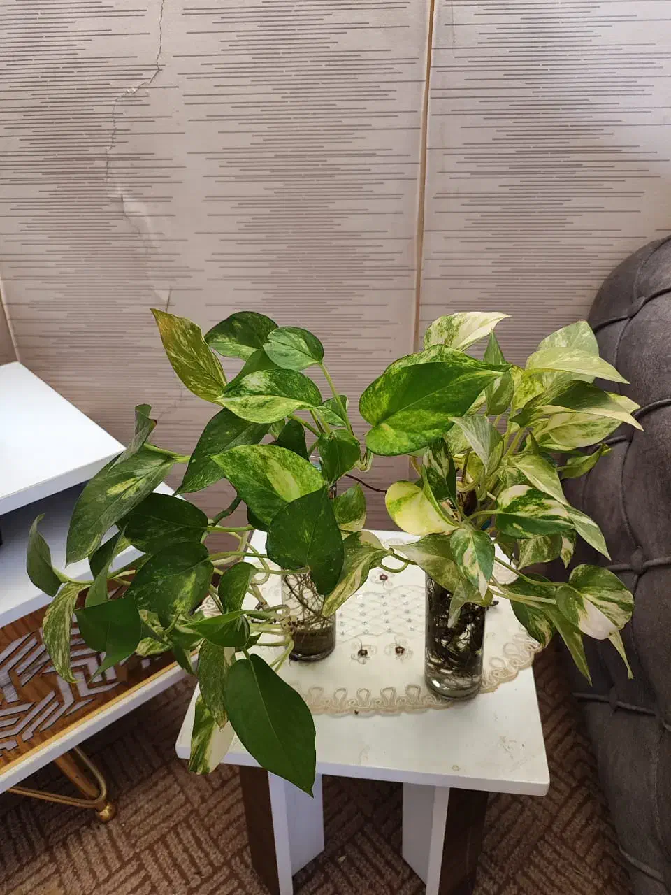 گل پتوس|گل و گیاه طبیعی|شیراز, حومه شیراز|دیوار