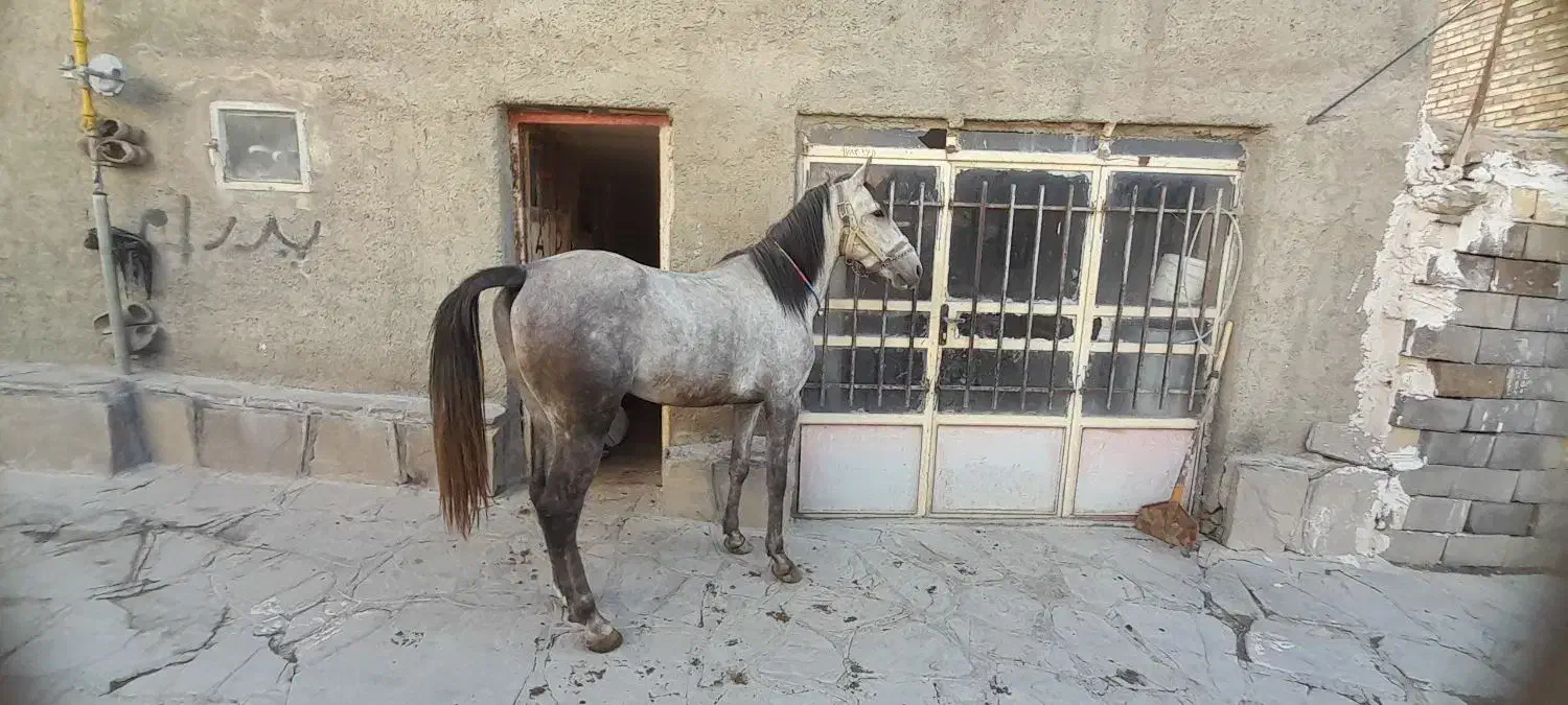 اسب کرد|اسب و تجهیزات اسب‌سواری|سنندج, |دیوار