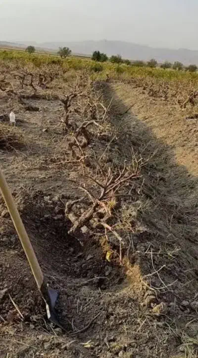 کارگر باغ|خدمات باغبانی و درختکاری|ملایر, |دیوار