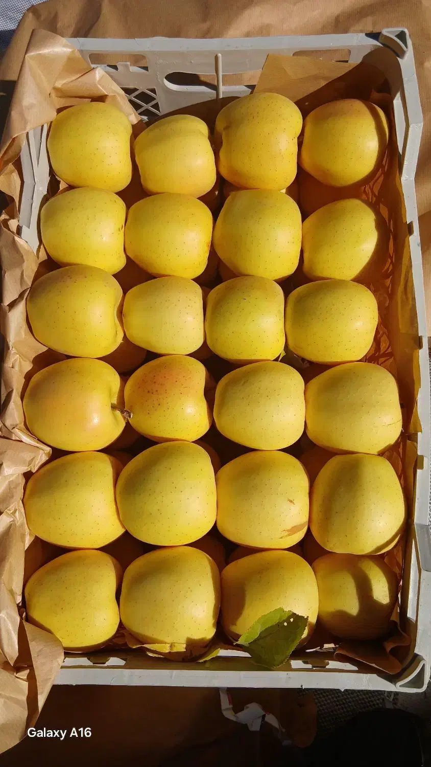 سرخ سیب|خوردنی و آشامیدنی|امام, |دیوار