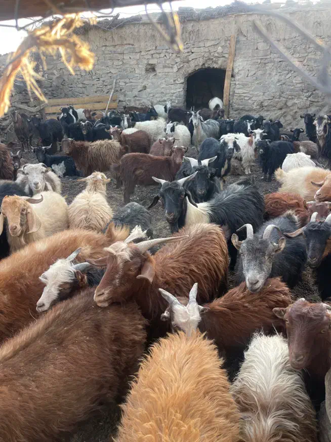 گله بزمحلی . زرند|حیوانات مزرعه|کرمان, |دیوار