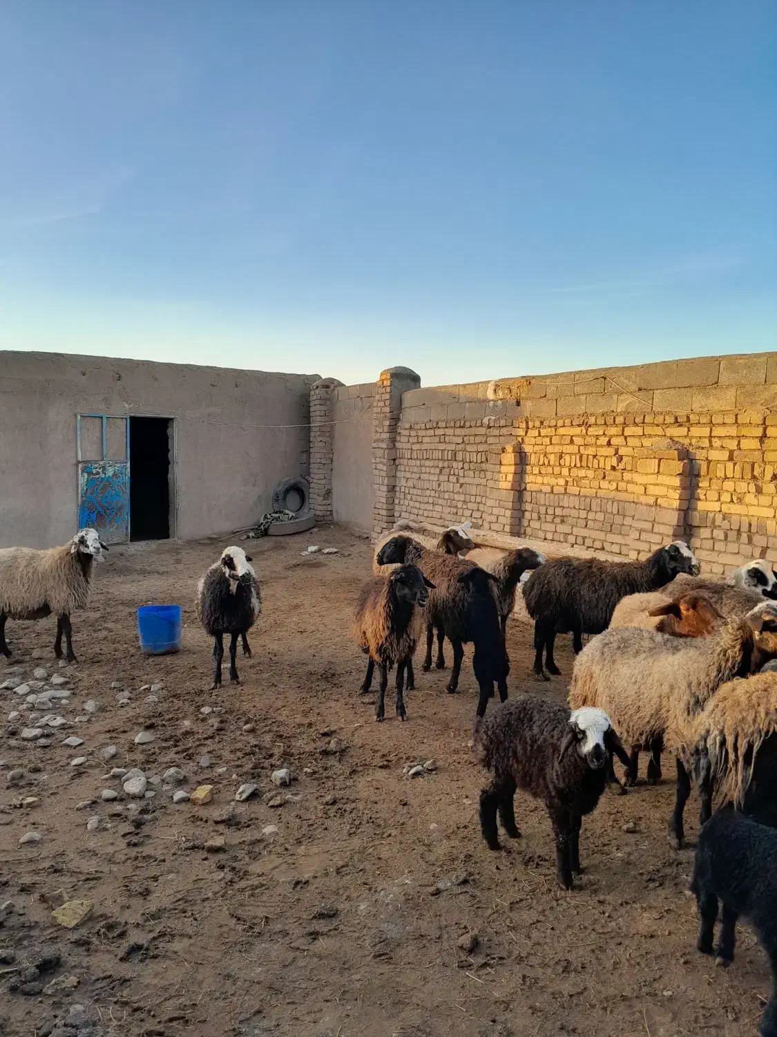 بره و میش|حیوانات مزرعه|بشاریات, |دیوار