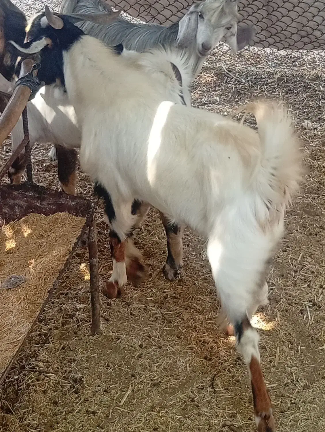 ۴ عدد تره نر درجه یک پاکستانی چاق است|حیوانات مزرعه|کاکی, |دیوار