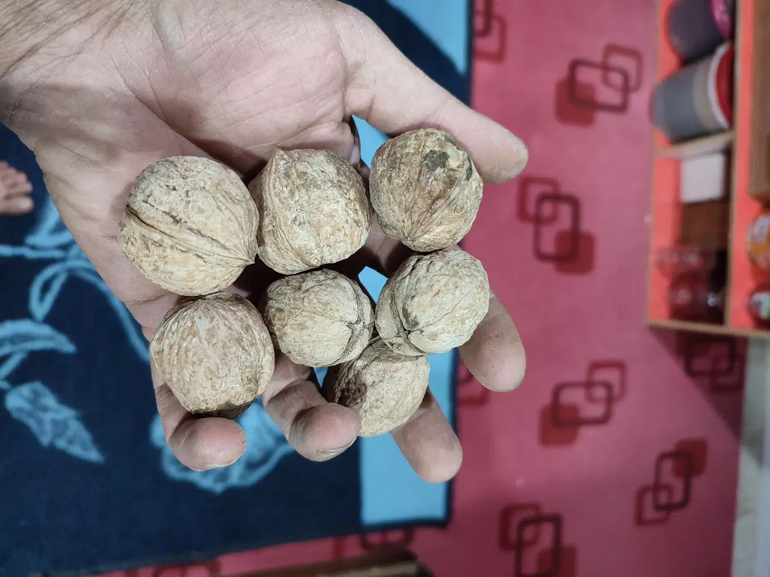 گردو|خوردنی و آشامیدنی|سی‌سخت, |دیوار