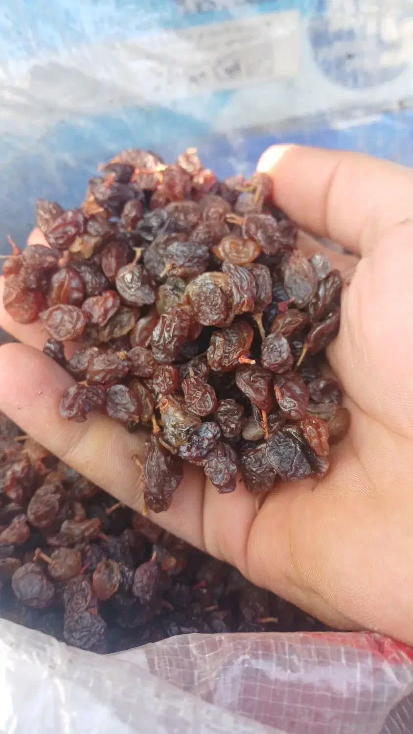 کشمش درجه یک مراغه|خوردنی و آشامیدنی|ممقان, |دیوار