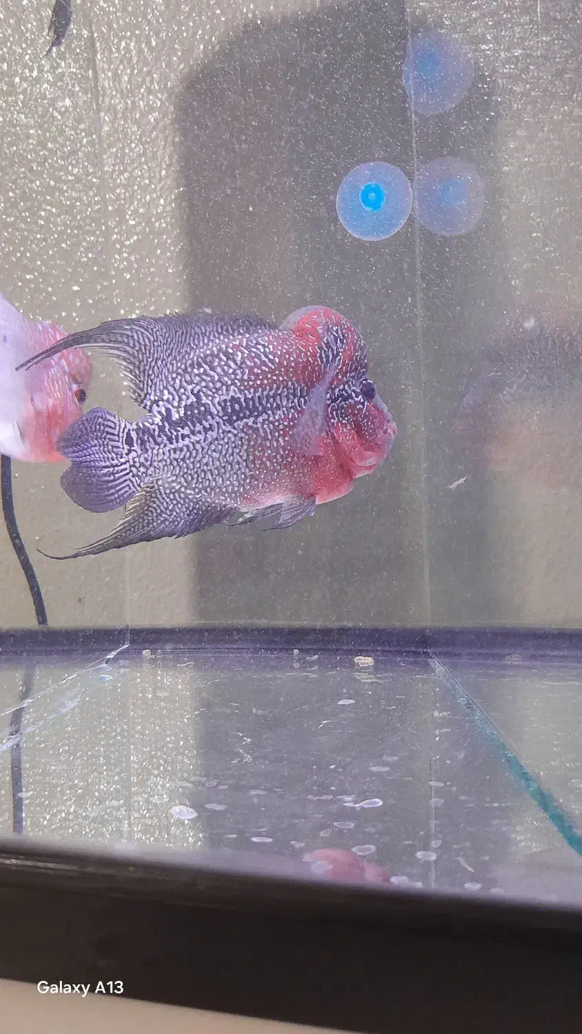 ماهی فلاور ماده|ماهی|شاهینشهر, شهرک گلدیس|دیوار