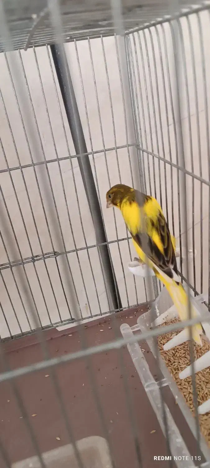 قناری یکسر|پرنده|مشکین‌دشت, |دیوار