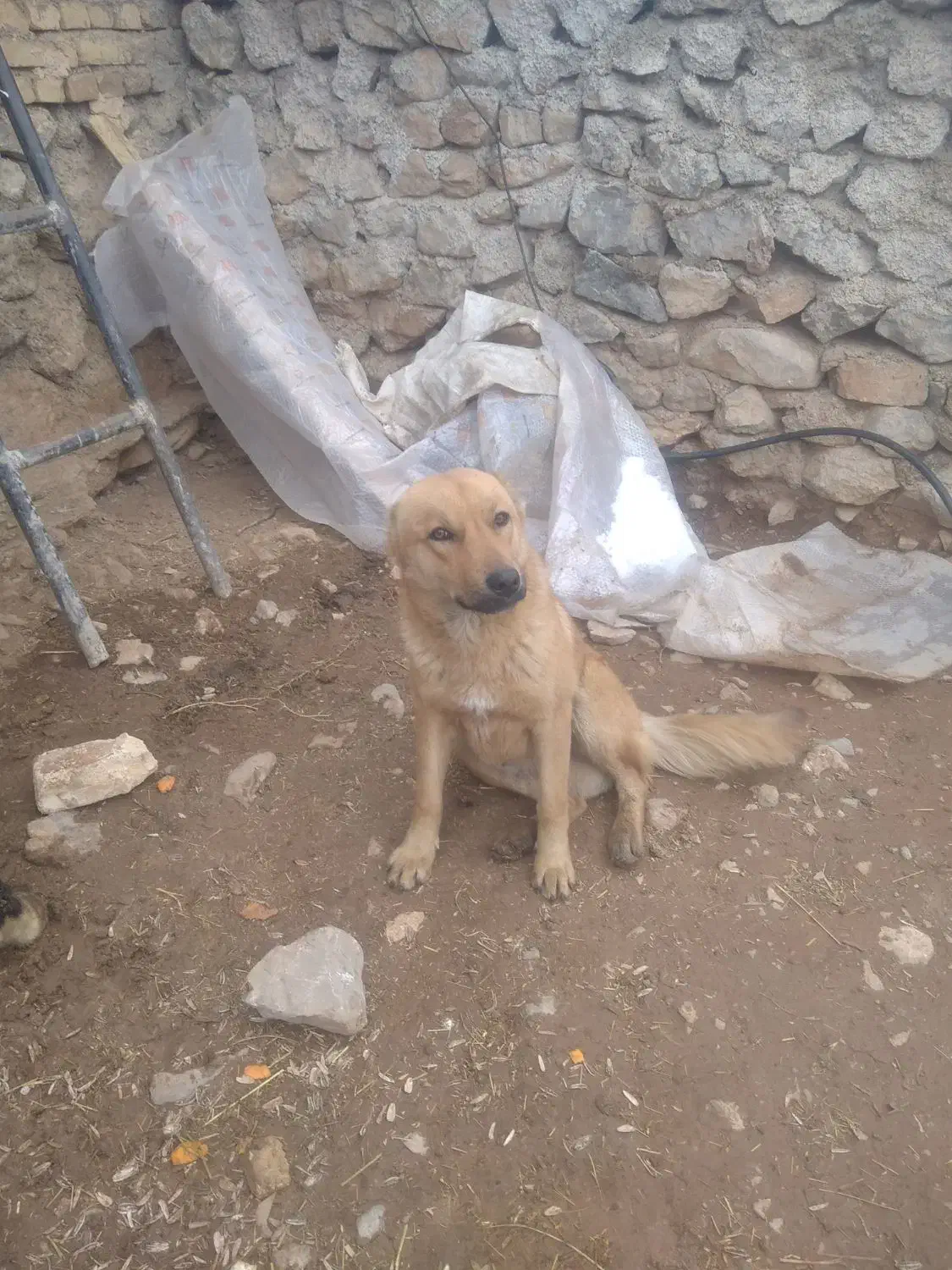 توله سگ|سگ|الشتر, |دیوار