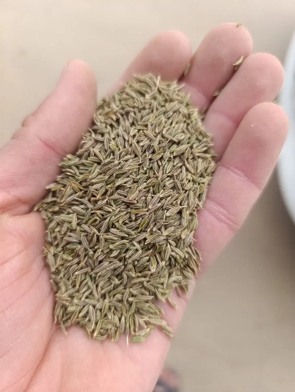 زیره سبز تمیز عالی|خوردنی و آشامیدنی|تربت‌حیدریه, شهرک ولیعصر|دیوار