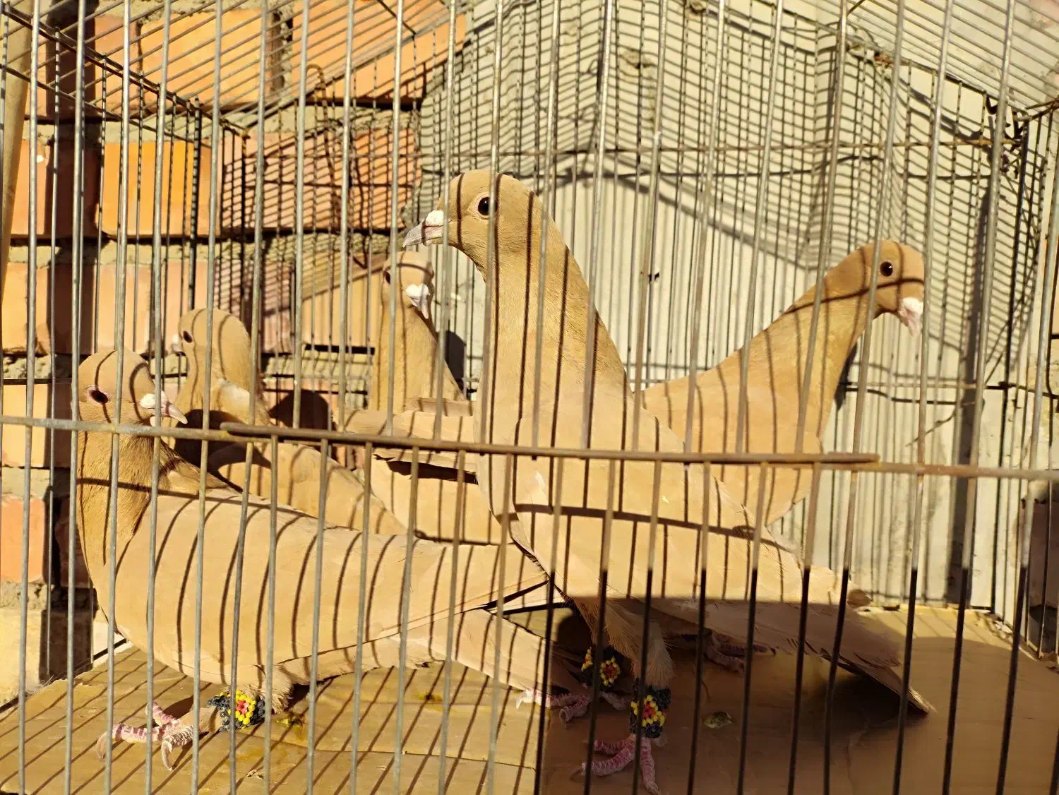 زرد کرمونی|پرنده|زرند, |دیوار