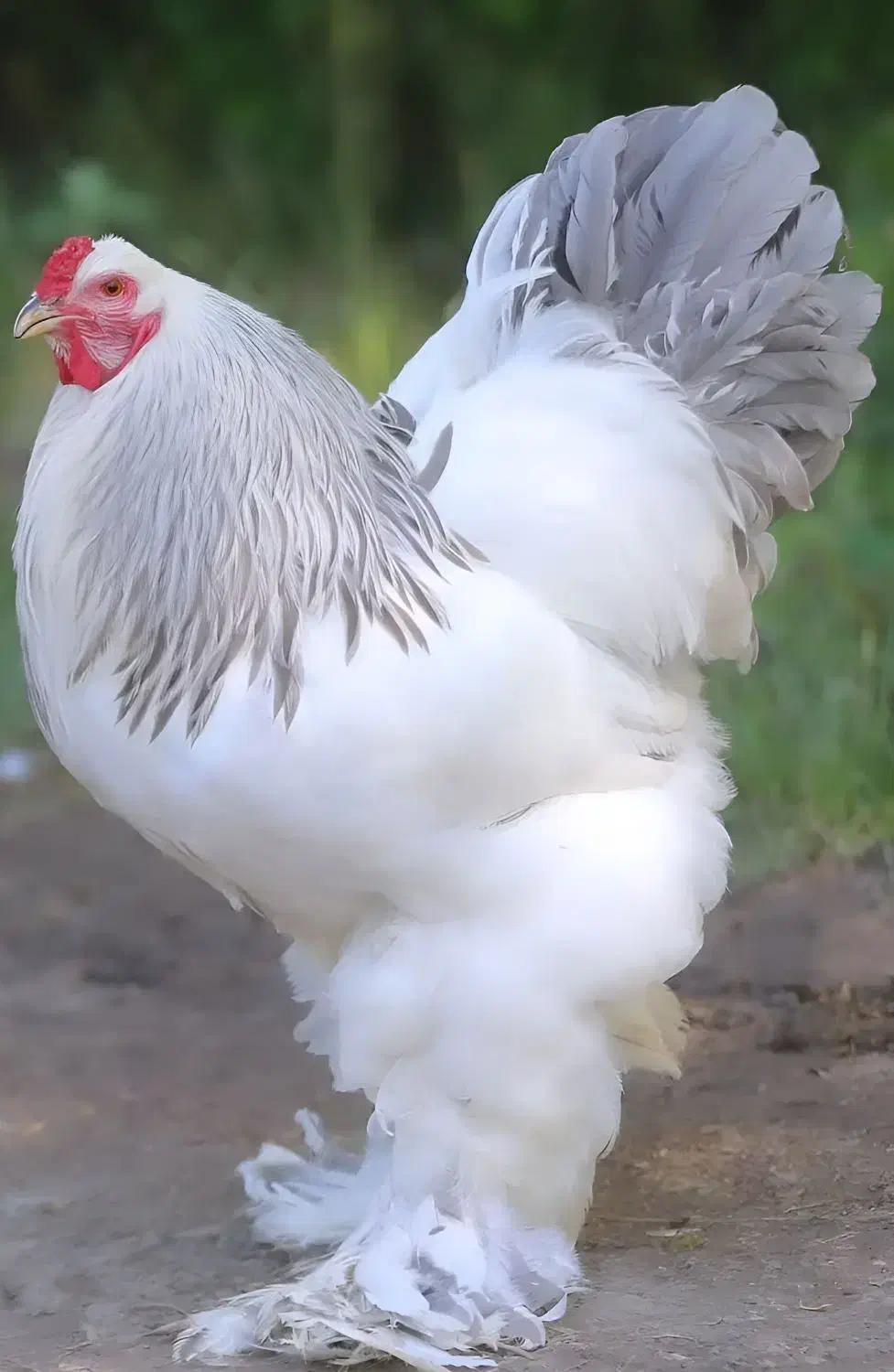 تخم مرغ خروس جوجه برهما لاری از نسل وارداتی اصیل|حیوانات مزرعه|رباط‌کریم, شترخوار|دیوار