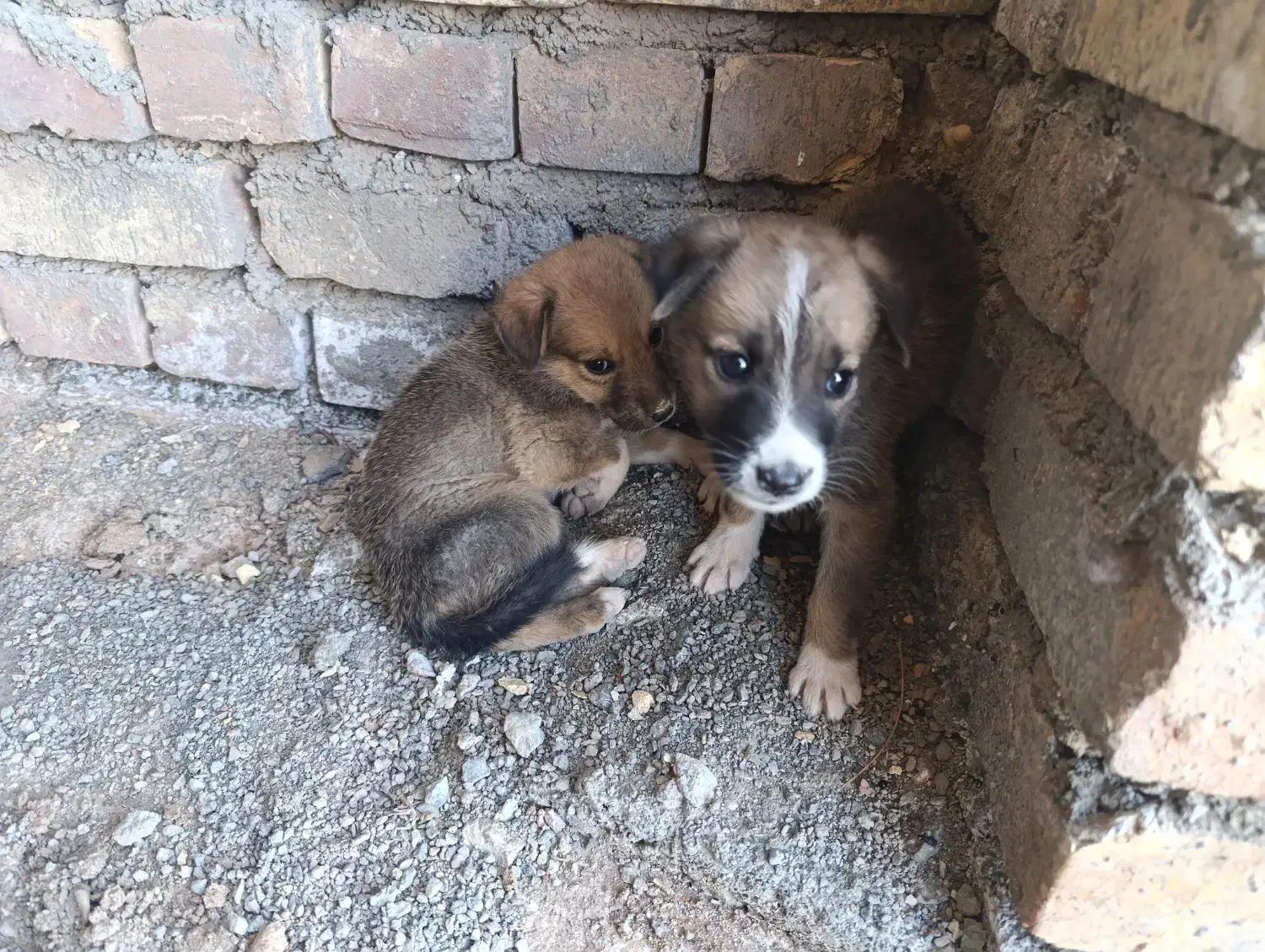 واگذاری سگ نگهبان|سگ|بیرجند, |دیوار