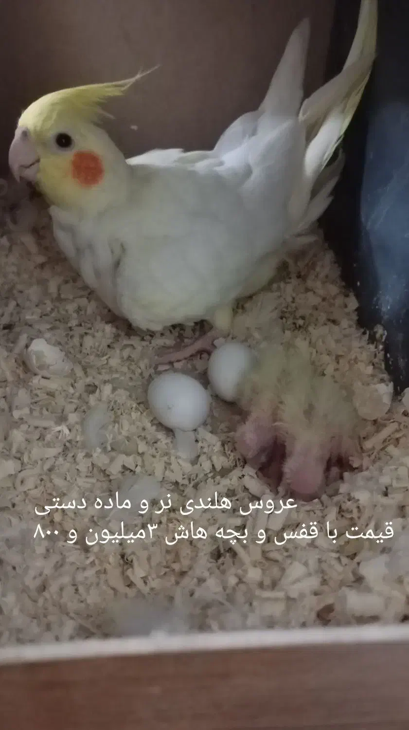 عروس هلندی دستی|پرنده|شهریار, دهشاد پائین|دیوار