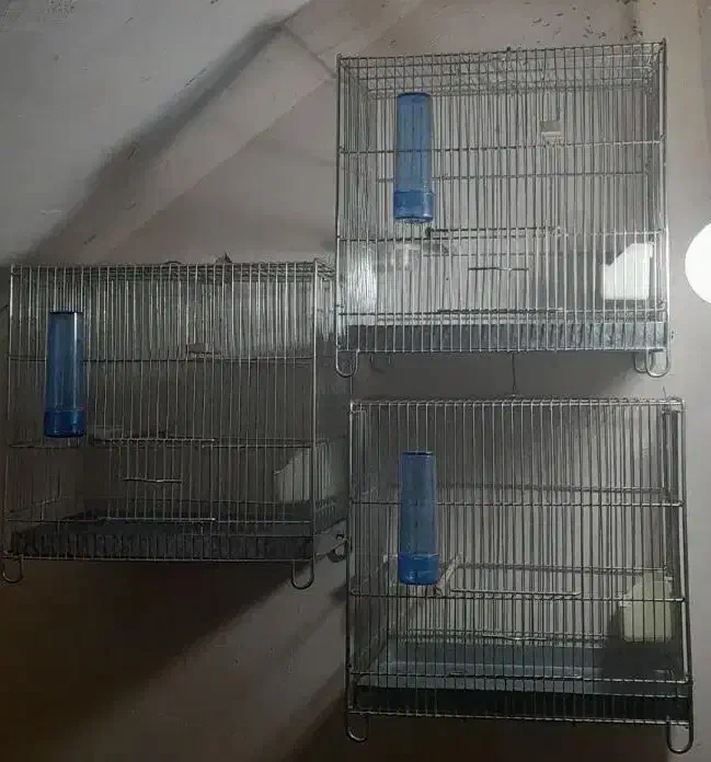 قفس آرمان|لوازم جانبی حیوانات|مراغه, |دیوار