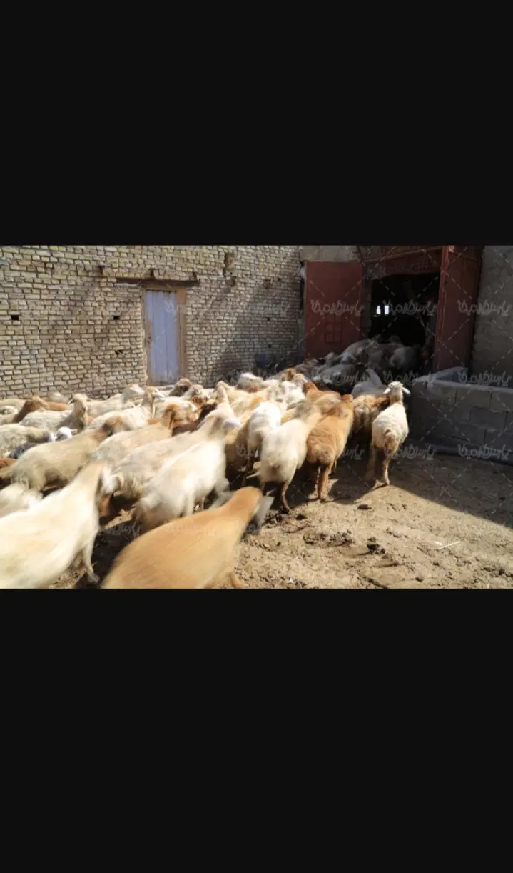 قصر میش|حیوانات مزرعه|اردستان, |دیوار
