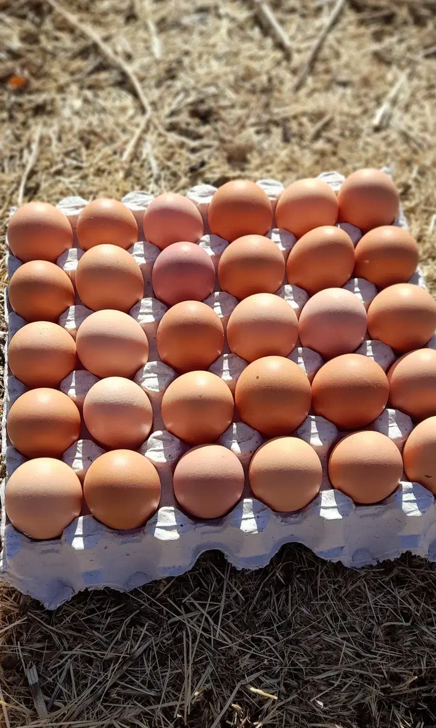 تخم مرغ محلی|خوردنی و آشامیدنی|همدان, |دیوار