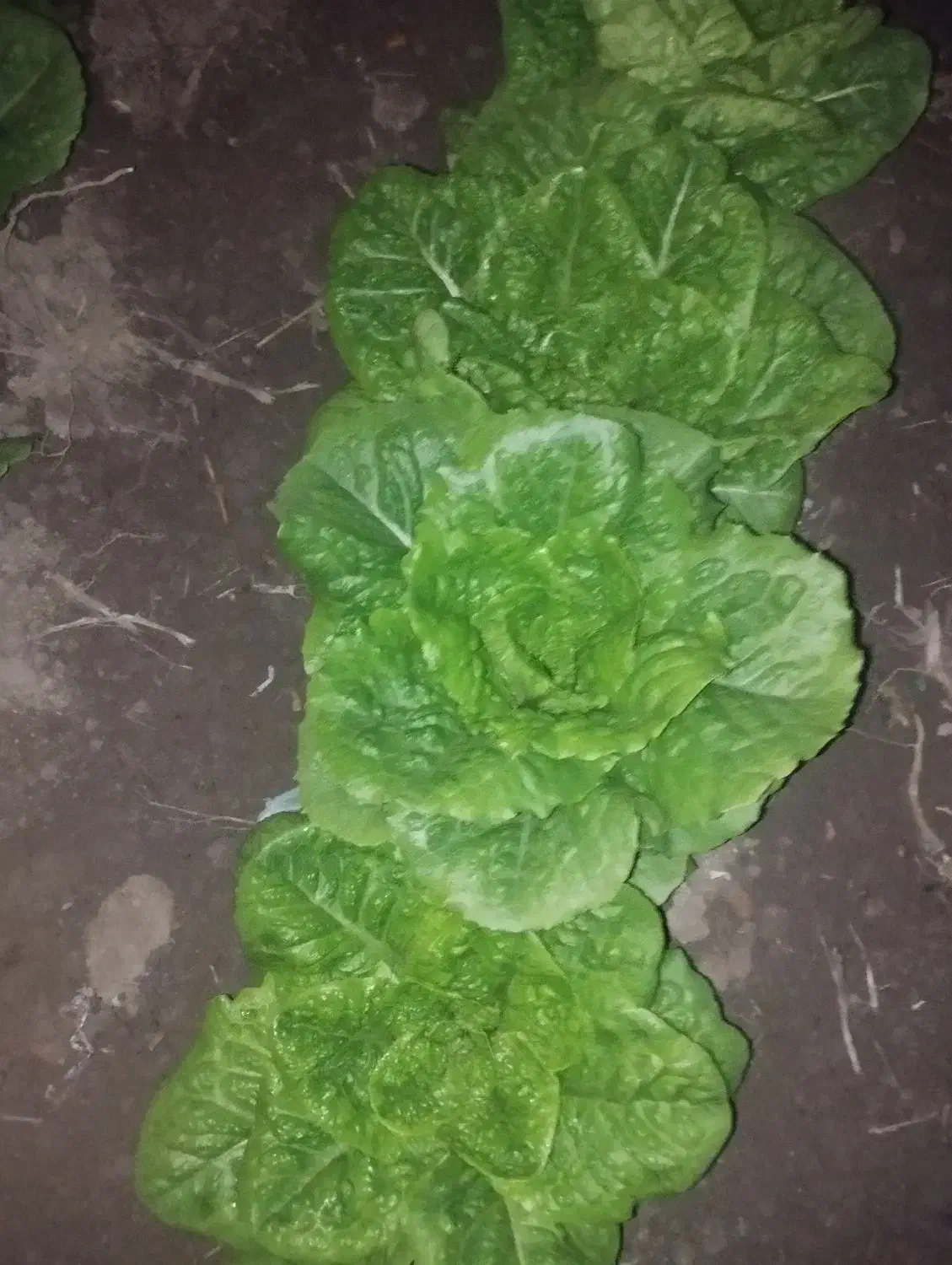 کاهوروغنی تازهچین|خوردنی و آشامیدنی|خان ببین, |دیوار