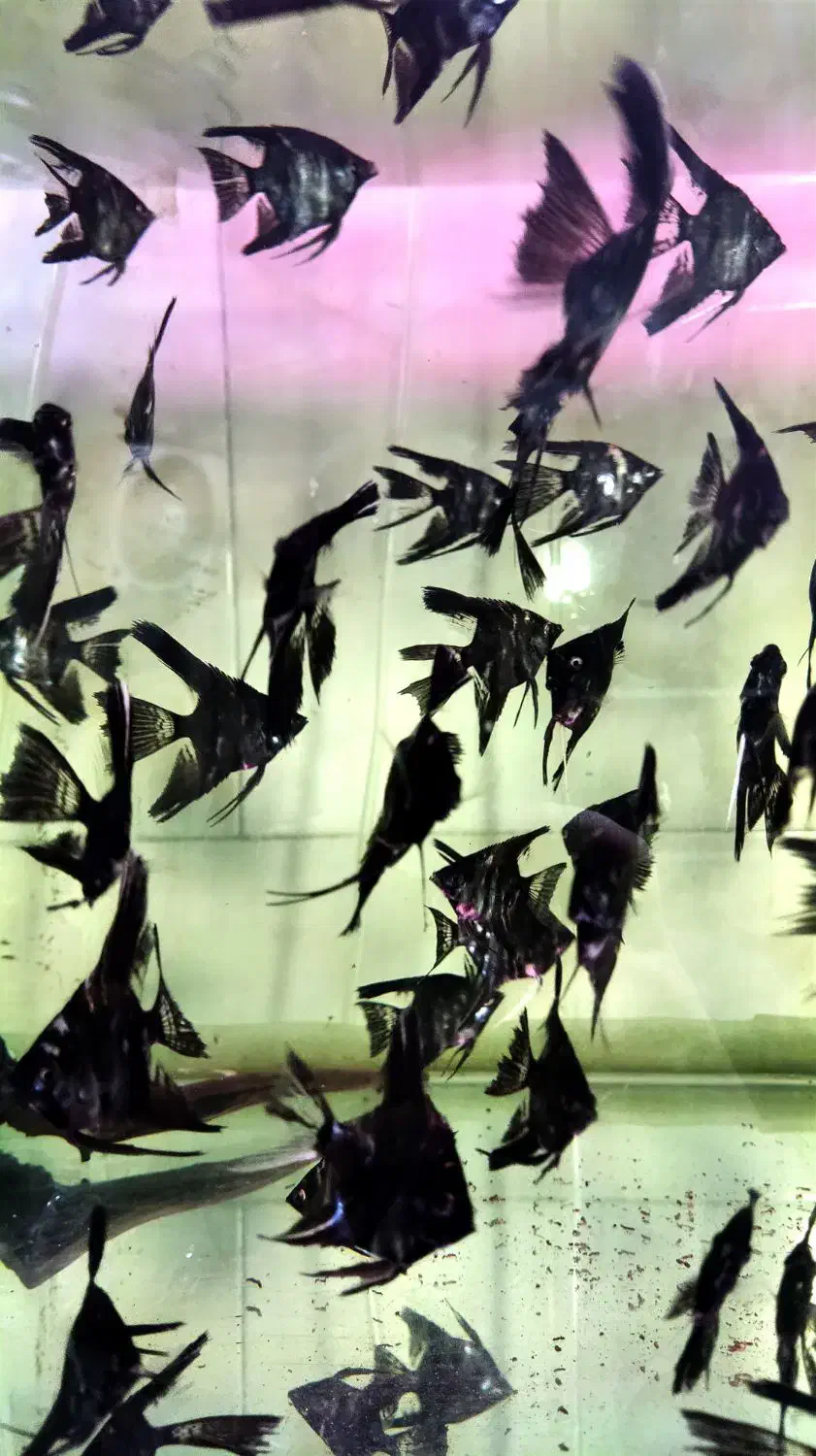گوپی زبرا لجنخوار انجل کالر فایتر میگو تترا کفخوار|ماهی|تبریز, |دیوار