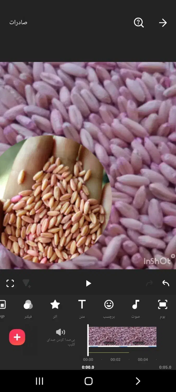 بذر گندم سرداری|گل و گیاه طبیعی|کلیائی, |دیوار