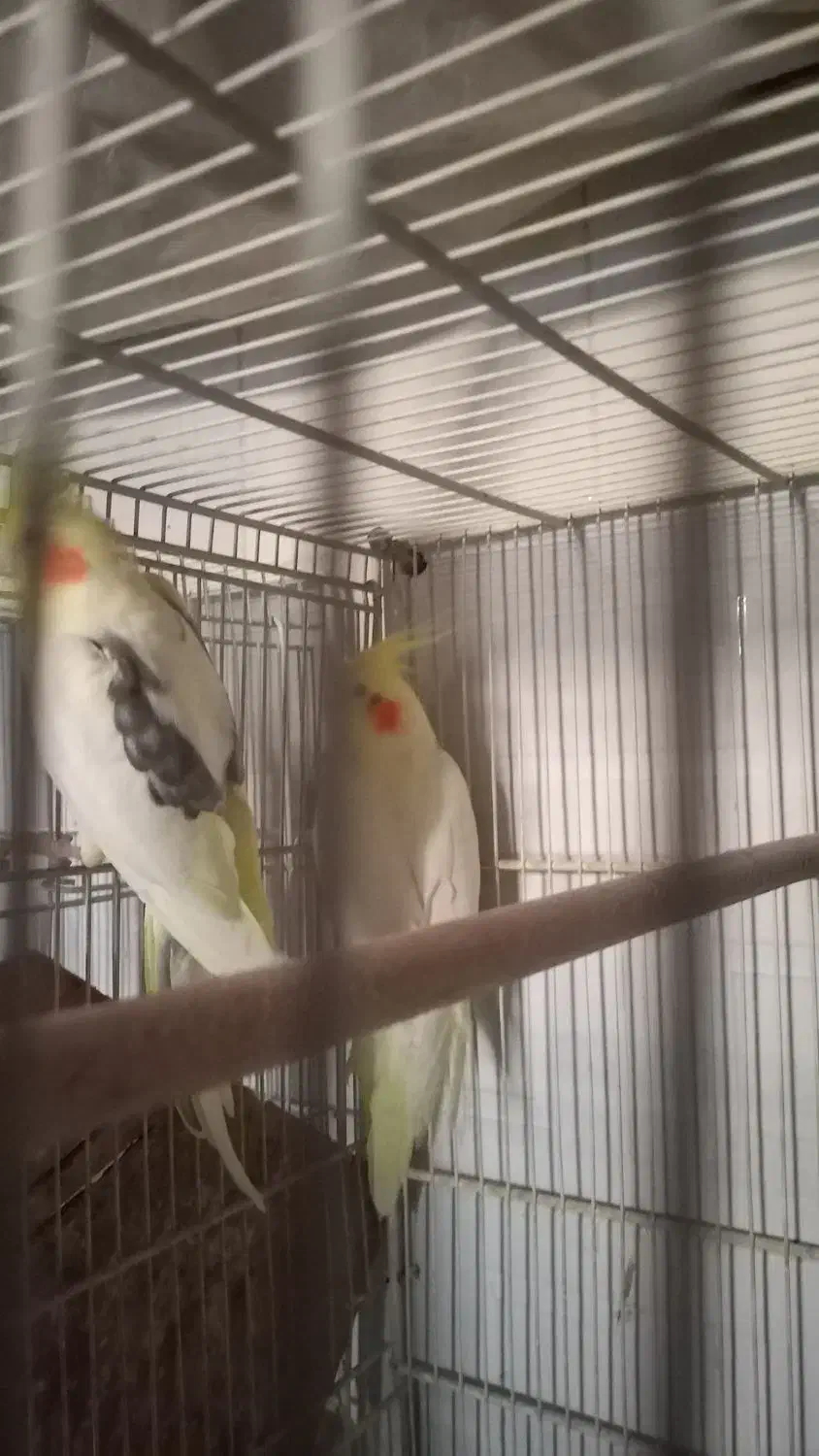 جفتعروسهلندیکاردادهششتخم|پرنده|بردسکن, |دیوار