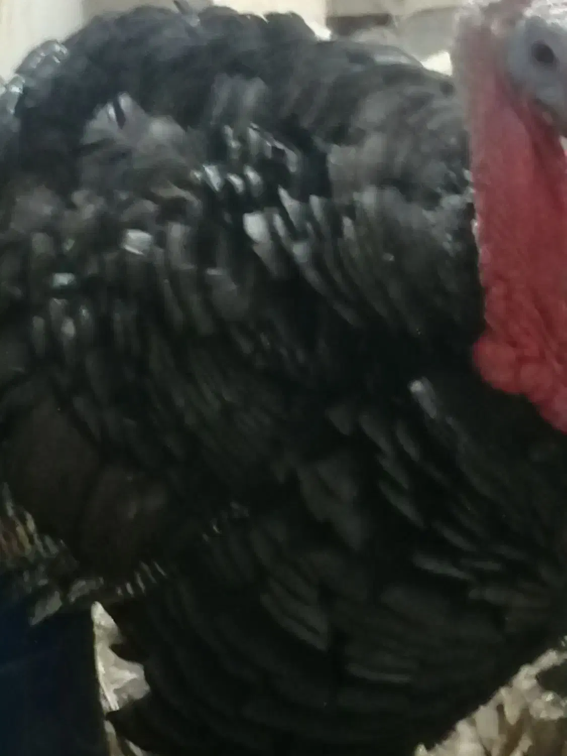 بوقلمون نر|حیوانات مزرعه|مشهد, هدایت|دیوار