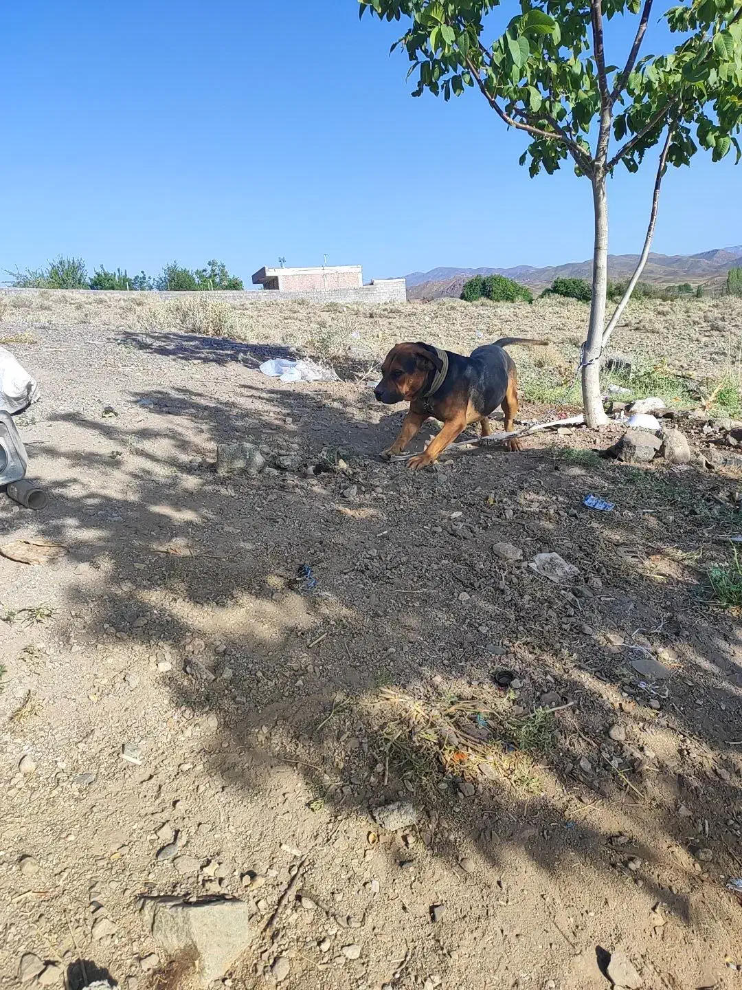 این سگ به فروش میرسد|سگ|جیرفت, |دیوار