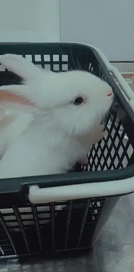 خرگوش|موش و خرگوش|نیشابور, گنبد سبز|دیوار